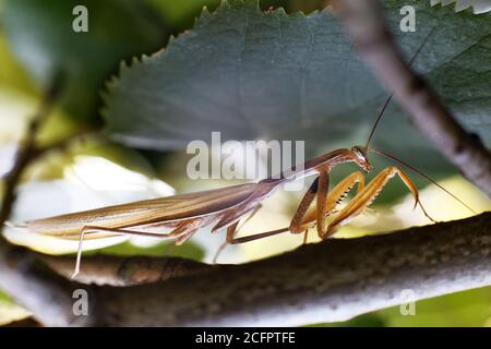 Praying mantis in nature on green background Stock Photo
