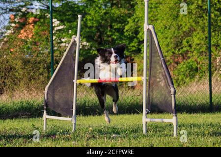 Border Collie Jumps over Jump Hurdle during Agility Training. Black and White Dog Concentrates on Sport. Stock Photo