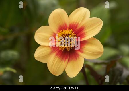 dahlia pinnata cav  flower Stock Photo