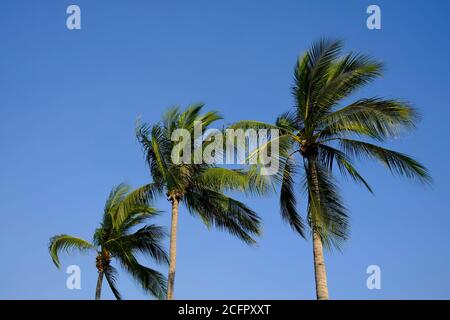 Three palm trees in the wind against a clear blue sky Stock Photo