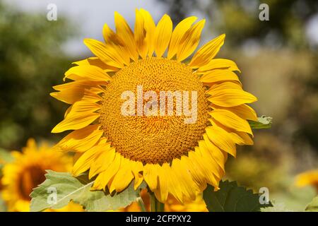 Sunlit sunflower with selective focus Stock Photo