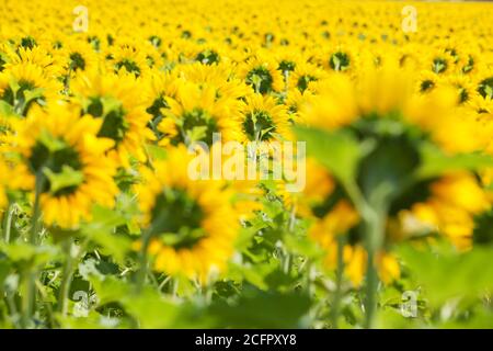 Sunlit sunflower field with selective focus Stock Photo
