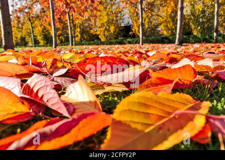 Golden and red autumn fallen leaves on campus of University College Dublin, Dublin, Ireland Stock Photo