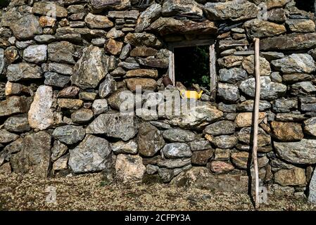 Elder's stick and old teapot in front of vintage stone wall, County Wicklow, Ireland Stock Photo