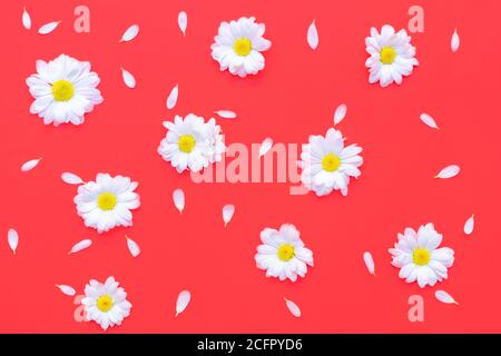 Flowers composition. Pattern made of white chrysanthemum flowers on red background. Flat lay, top view Stock Photo