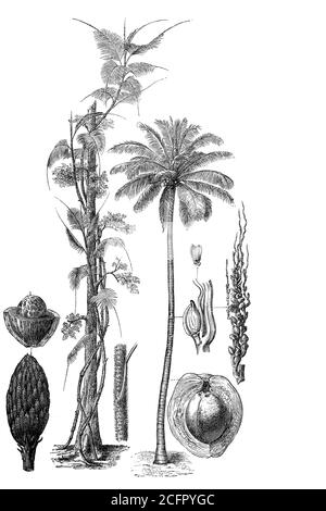 Rotang Reed Coconut palm (Cocos nucifera) with illustrations of the coconut fruit ...