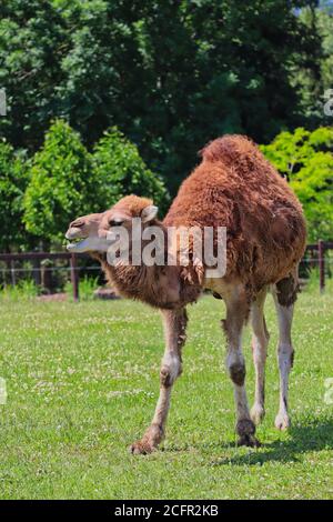 Dromedary Camel also called Somali or Arabian Camel in Czech Farm Park. Camelus Dromedarius with One Hump during Sunny Day. Stock Photo