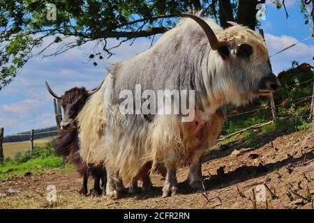 White Domestic Yak with Black Yak behind it. Two Bos Grunniens in Czech Farm Park during Sunny Day. Domestic Yak is Long-Haired Domesticated Bovid. Stock Photo