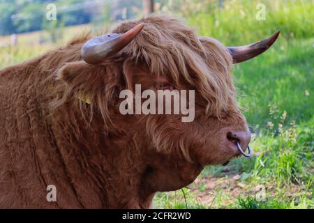 Highland Cattle with Nose Piercing in Czech Farm Park with Landscape Background. Long-haired Highland Cattle is a Scottish Breed of Rustic Cattle. Stock Photo
