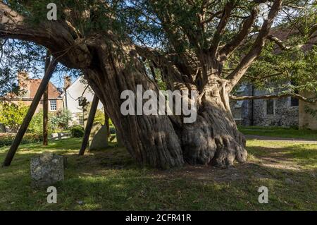 Ancient Yew Tree (approx. 1600 years old) being held up by supports in St Mary and St Peter's Churchyard, Wilmington, Sussex Stock Photo