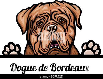 Head Dogue de Bordeaux - dog breed. Color image of a dogs head isolated on a white background Stock Vector