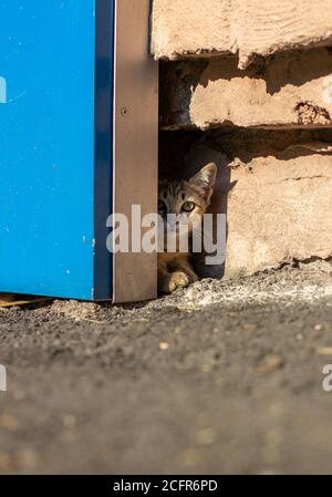 The kitten looks out curiously near the house. The kitten hides and plays near the house. Stock Photo