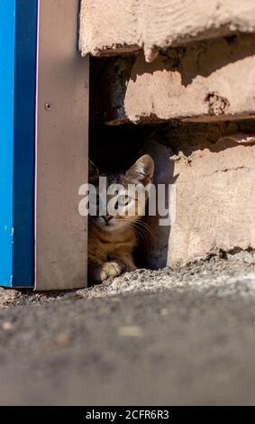 The kitten looks out curiously near the house. The kitten hides and plays near the house. Stock Photo