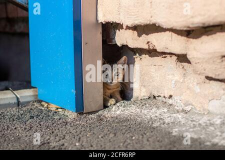 The kitten looks out curiously near the house. The kitten hides and plays near the house. Stock Photo