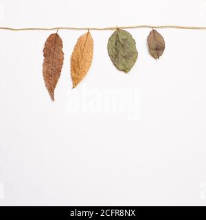 Autumn dry leaves hanging on a string with white background. flat lay, top view, copy space Stock Photo