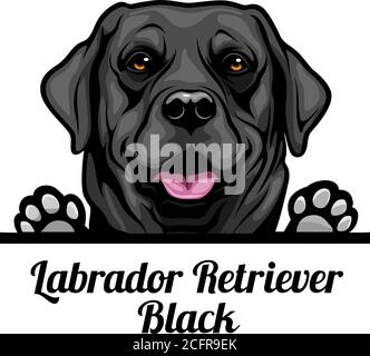 Head Labrador Retriever Black - dog breed. Color image of a dogs head isolated on a white background Stock Vector