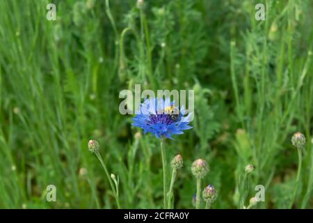 A bee collects nectar from a chicory flower. Cornflower blue. Stock Photo