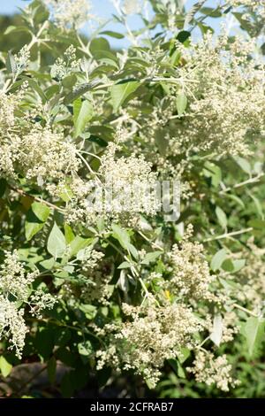 Buddleja flowers in the summer shot in the national collection in Hampshire Stock Photo