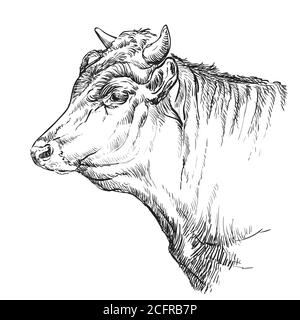 Monochrome cow head sketch hand drawn vector illustration isolated on white background. Vintage illustration for label, poster, print and design. Stock Vector