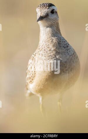 A dotterel (Charadrius morinellus) during its migration in Catalonia Stock Photo