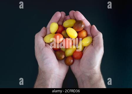 directly above view of hands holding colorful small cherry tomatoes Stock Photo
