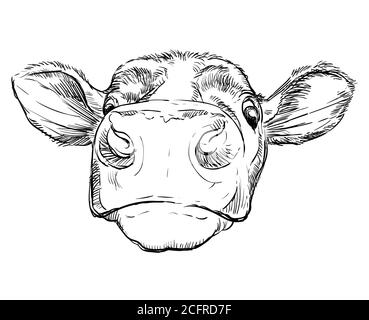 Monochrome funny cow head sketch hand drawn vector illustration isolated on white background. Vintage illustration of bull for poster, print, t shirt Stock Vector