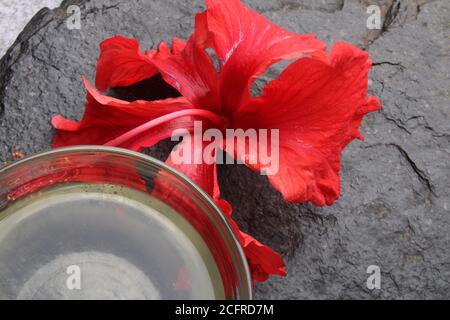 Jaswand or Hibiscus oil over black background. Stock Photo