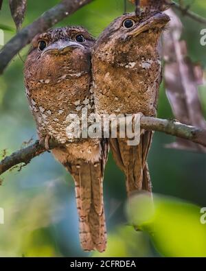 A cute pair of Sri Lanka Frogmouth (Batrachostomus moniliger), cozily perched up on a branch in the forests of Thattekad in Kerala, India. Stock Photo