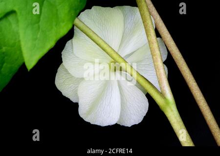A white mayapple flower, podophyllum peltatum, against a black background in the woods of pennsylvania in early springtime. Stock Photo