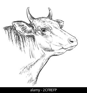 Cow head. Hand drawn sketch in a graphic style. Vintage engraving illustration of bull for poster, web, label, poster, print and design. Stock Vector