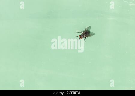 Macro shot of black fresh-fly (Sarcophagidae) with red eyes sitting on grunge and wet soft green plastic material background with copy space Stock Photo