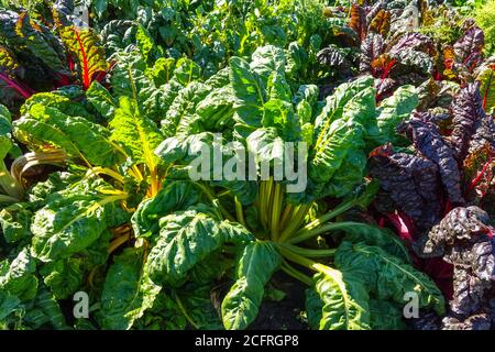 Red and yellow mangold, Swiss Chard row in the vegetable garden leafy vegetables Swiss Chard Beta vulgaris var. cicla 'Bright Lights' Stock Photo