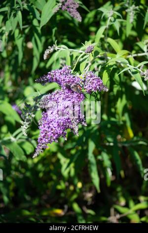 Buddleja flowers in the summer shot in the national collection in Hampshire Stock Photo