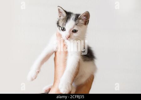 Adorable little kitten in hands on white background. Female hands holding cute white and grey kitten. Furry friend in new home, adoption concept Stock Photo