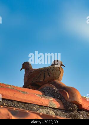 portrait Image of the couple of doves  lodged on top of a red-tiled roof  together but looking at opposite lengths. Stock Photo