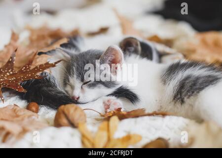 Autumn cozy mood. Adorable kittens sleeping in autumn leaves on blanket. Two cute white and grey kittens cuddling and snoozing in fall decorations on Stock Photo