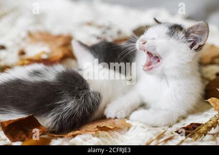 Adorable sleepy kitten yawning in autumn leaves on soft blanket. Two cute white and grey kittens cuddling and snoozing in fall decorations on comfy be Stock Photo