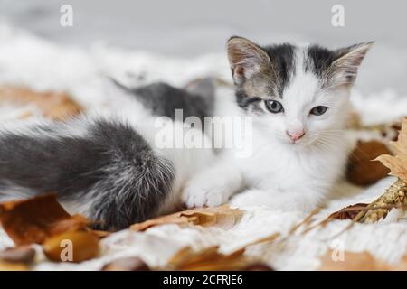 Adorable kittens resting in autumn leaves on soft blanket. Two cute white and grey kittens cuddling and snoozing in fall decorations on comfy bed in r Stock Photo