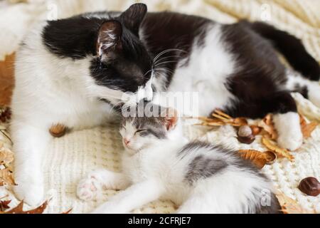 Mother cat cleaning her baby kitty in fall decorations on comfy blanket in room. Motherhood. Autumn cozy mood. Cute cat grooming little kitten on soft Stock Photo