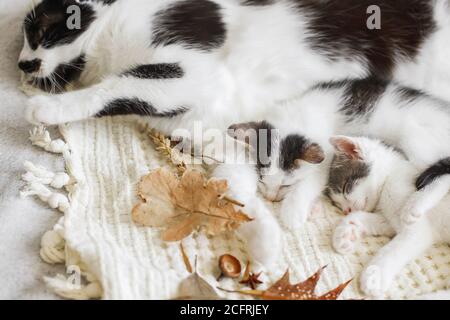 Autumn cozy mood. Cute cat sleeping with little kittens on soft bed in autumn leaves. Mother cat resting with her baby kittens in fall decorations on Stock Photo