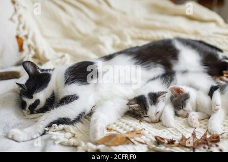 Cute cat sleeping with little kittens on soft bed in autumn leaves. Mother cat resting with her baby kittens in fall decorations on comfy bed in room. Stock Photo