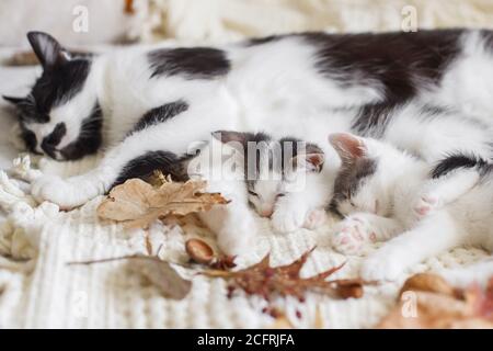 Cute cat sleeping with little kittens on soft bed in autumn leaves. Mother cat resting with her baby kittens in fall decorations on comfy bed in room. Stock Photo