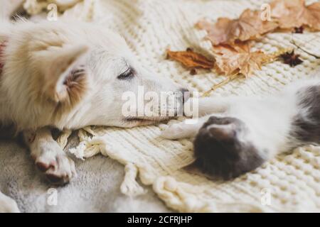 Cute white puppy lying with little kitten on soft bed in autumn leaves. Adoption concept. Dog and kitty relaxing on cozy blanket, furry friends.