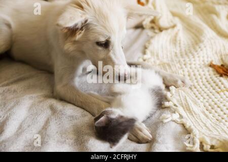 Cute white puppy lying with little kitten on soft bed in autumn leaves. Adoption concept. Dog and kitty relaxing on cozy blanket, furry friends. Stock Photo
