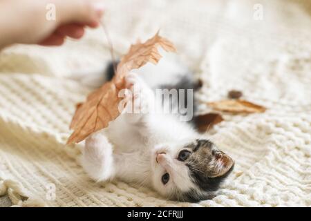 Adorable kitten playing with autumn leaves on soft blanket. Hand holding fall leaf and playing with cute white and grey kitty on bed in room. Autumn c Stock Photo
