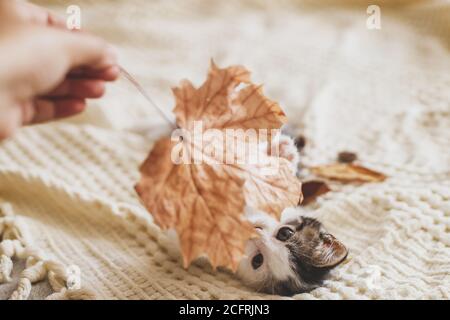 Adorable kitten playing with autumn leaves on soft blanket. Hand holding fall leaf and playing with cute white and grey kitty on bed in room. Autumn c Stock Photo