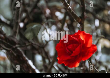 A romantic red rose flower on a branch isolated from the background Stock Photo
