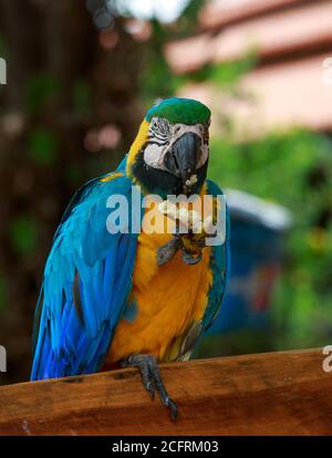 Yellow and Blue Headed Macaw perched on a wooden bench with one leg raised feeding itself.  It is a wild bird and is free to fly at will, but prefers Stock Photo