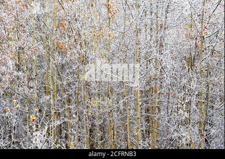 An autumn image of frosted aspen trees in rural Alberta Canada Stock Photo