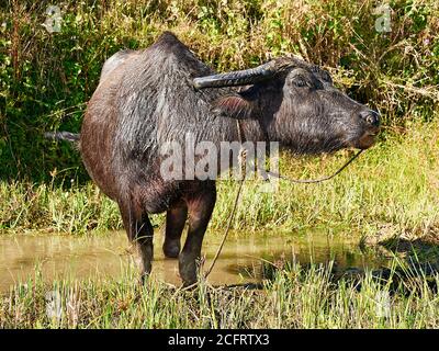 Close-up portrait of a big water buffalo carabao standing in green rice fields near Sagada town, Mountain Province, Luzon, Philippines Stock Photo